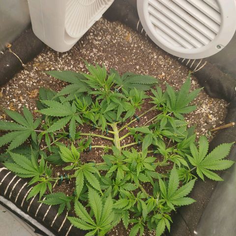 Gorilla Cookies growlog timeline photo