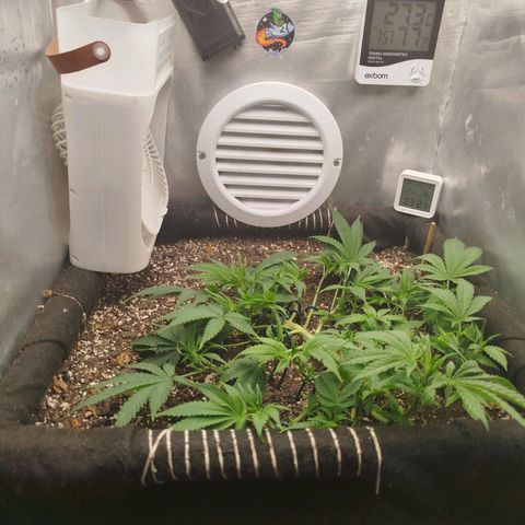 Gorilla Cookies growlog timeline photo