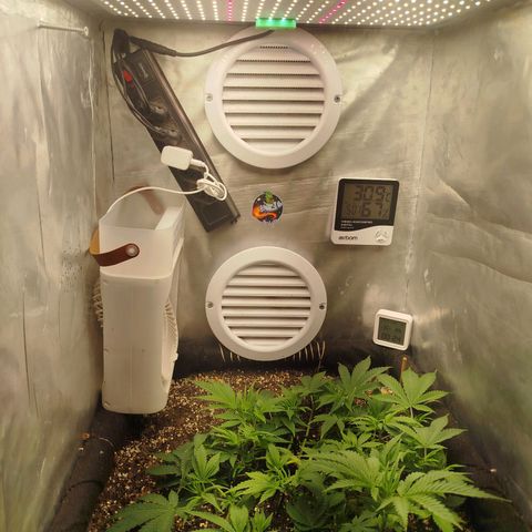 Gorilla Cookies growlog timeline photo