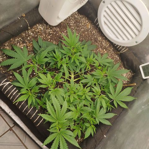 Gorilla Cookies growlog timeline photo