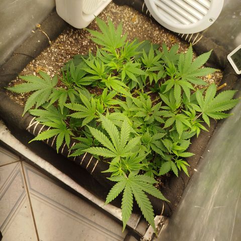 Gorilla Cookies growlog timeline photo