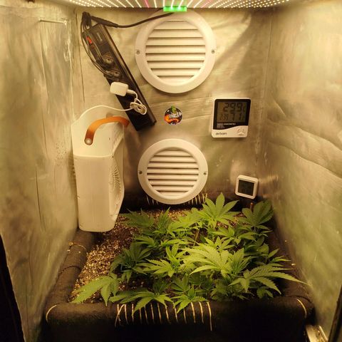Gorilla Cookies growlog timeline photo