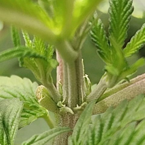 Gorilla Cookies growlog timeline photo