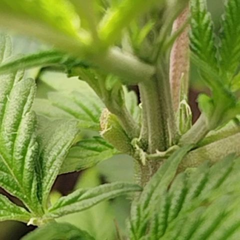 Gorilla Cookies growlog timeline photo