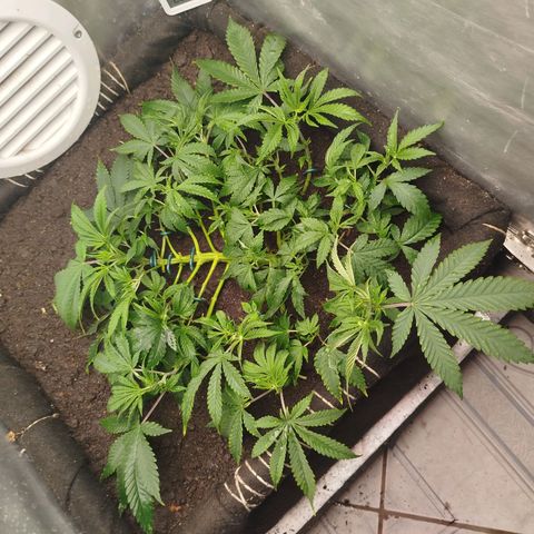 Gorilla Cookies growlog timeline photo