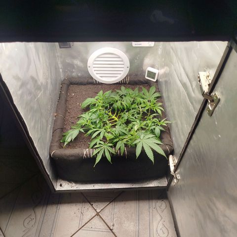Gorilla Cookies growlog timeline photo