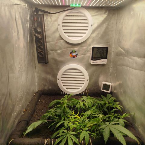 Gorilla Cookies growlog timeline photo