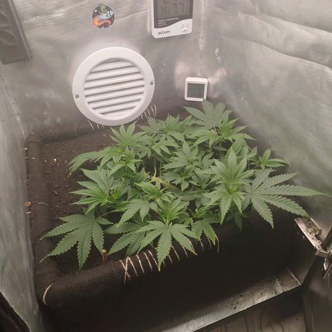 Gorilla Cookies growlog timeline photo