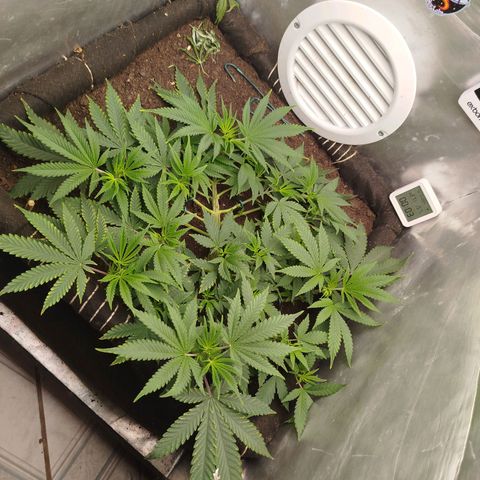 Gorilla Cookies growlog timeline photo