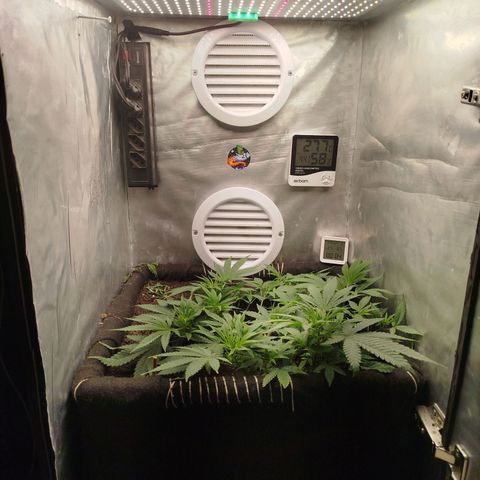Gorilla Cookies growlog timeline photo