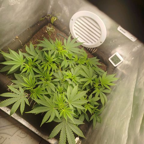 Gorilla Cookies growlog timeline photo