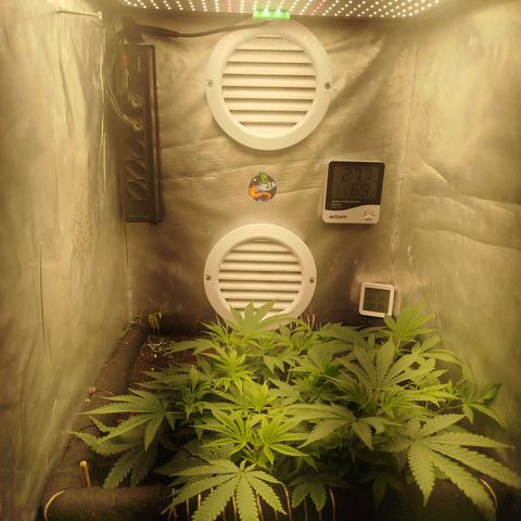 Gorilla Cookies growlog timeline photo