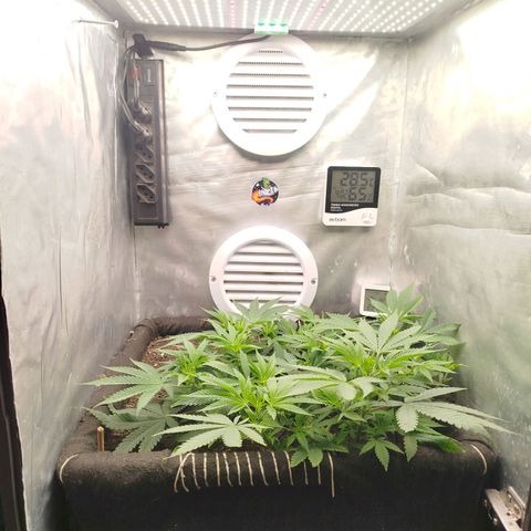 Gorilla Cookies growlog timeline photo