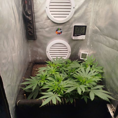 Gorilla Cookies growlog timeline photo