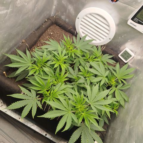 Gorilla Cookies growlog timeline photo