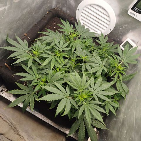 Gorilla Cookies growlog timeline photo