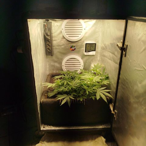 Gorilla Cookies growlog timeline photo