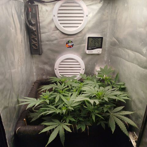 Gorilla Cookies growlog timeline photo