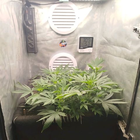 Gorilla Cookies growlog timeline photo