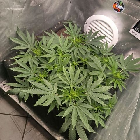 Gorilla Cookies growlog timeline photo