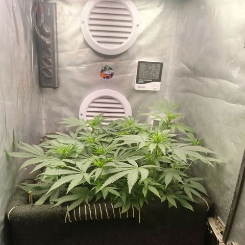 Gorilla Cookies growlog timeline photo