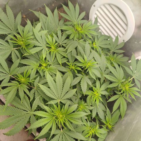 Gorilla Cookies growlog timeline photo