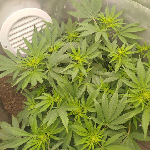 Gorilla Cookies growlog timeline photo