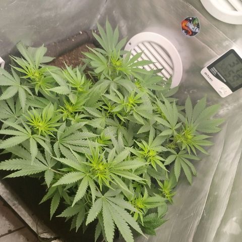 Gorilla Cookies growlog timeline photo