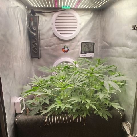 Gorilla Cookies growlog timeline photo