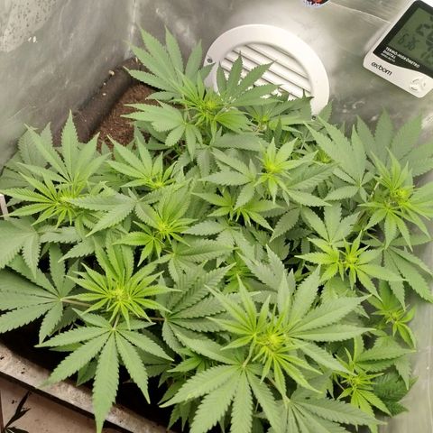 Gorilla Cookies growlog timeline photo