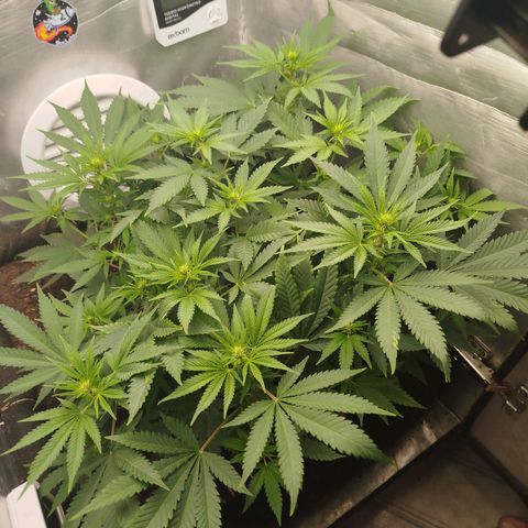 Gorilla Cookies growlog timeline photo