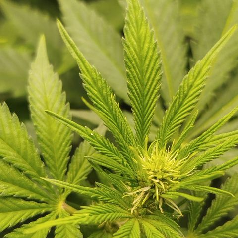 Gorilla Cookies growlog timeline photo