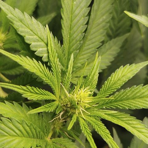 Gorilla Cookies growlog timeline photo