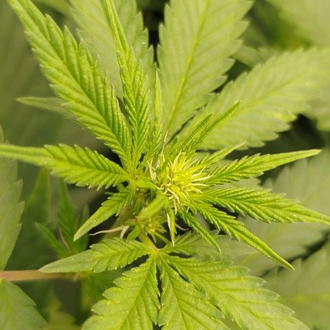 Gorilla Cookies growlog timeline photo