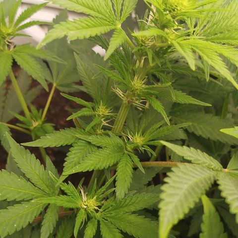 Gorilla Cookies growlog timeline photo