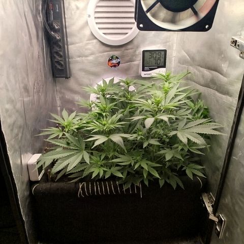 Gorilla Cookies growlog timeline photo