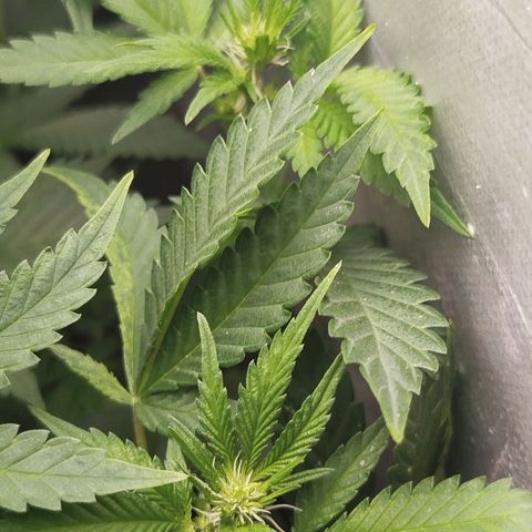 Gorilla Cookies growlog timeline photo