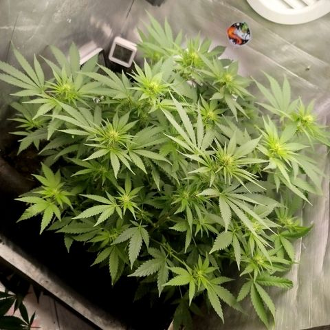 Gorilla Cookies growlog timeline photo