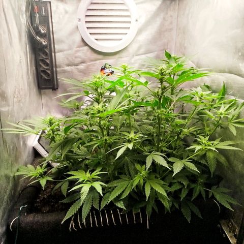 Gorilla Cookies growlog timeline photo