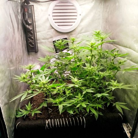 Gorilla Cookies growlog timeline photo