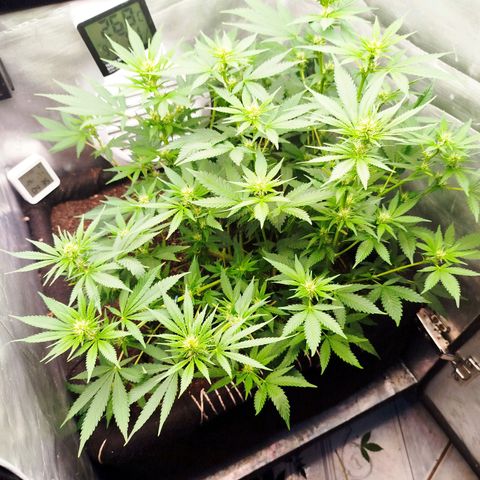 Gorilla Cookies growlog timeline photo