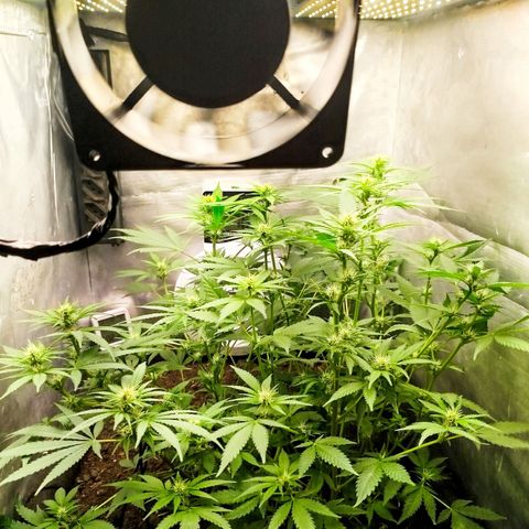 Gorilla Cookies growlog timeline photo