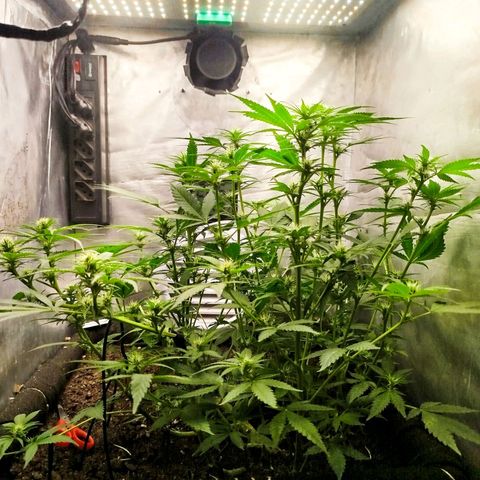 Gorilla Cookies growlog timeline photo