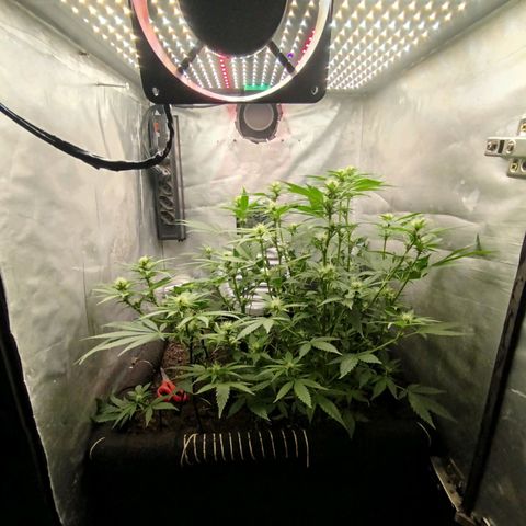 Gorilla Cookies growlog timeline photo