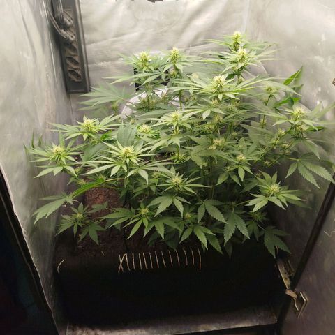 Gorilla Cookies growlog timeline photo