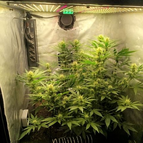 Gorilla Cookies growlog timeline photo