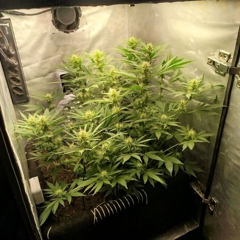 Gorilla Cookies growlog timeline photo