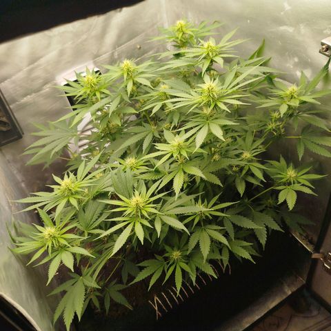 Gorilla Cookies growlog timeline photo
