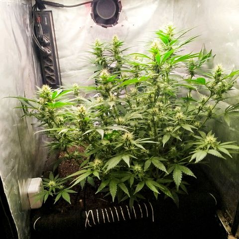 Gorilla Cookies growlog timeline photo