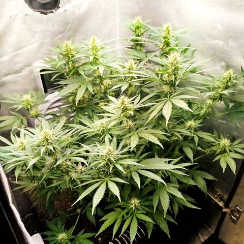 Gorilla Cookies growlog timeline photo